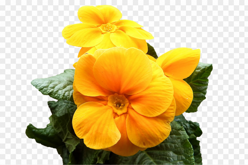 Topprimrose Cowslip Primrose Yellow Flower Image PNG