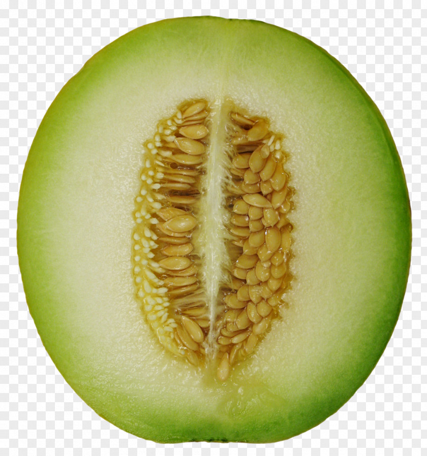 Winter Melon Honeydew Cantaloupe Frutti Di Bosco Wax Gourd PNG