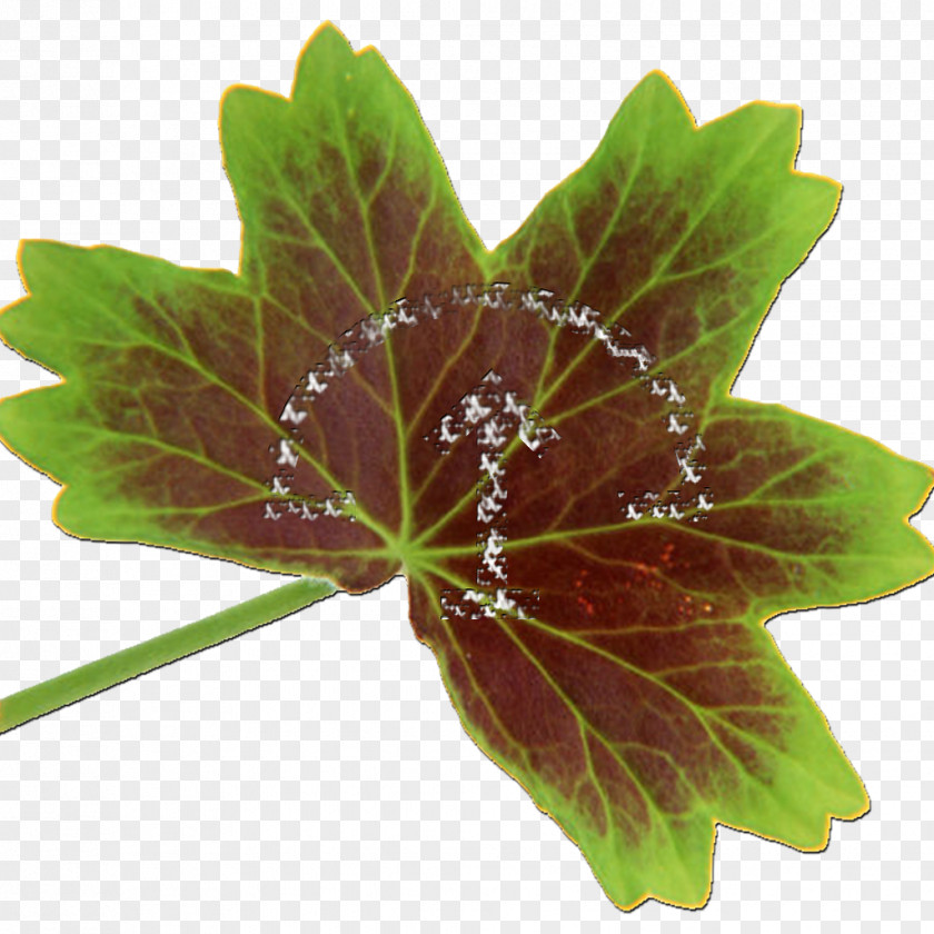 Bonsai Icon Stock Photography Image Leaf Illustration PNG