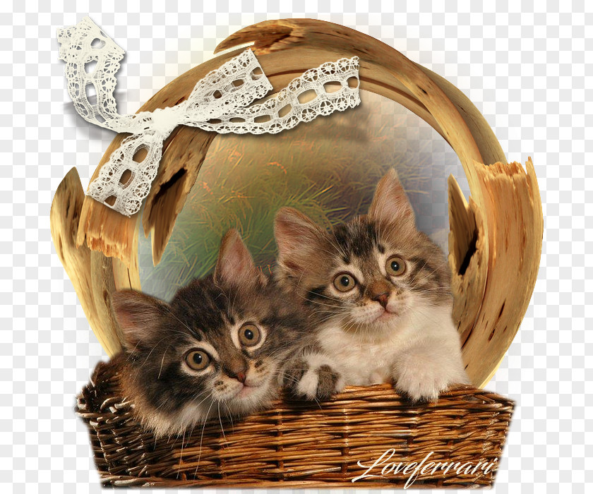 Creative Love Kitten Maine Coon Clip Art PNG