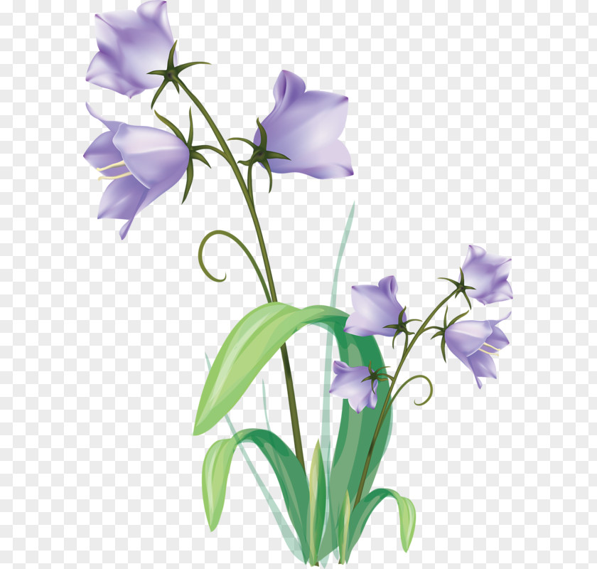 Flower Drawing Flowers Flowering Plant Vector Graphics PNG