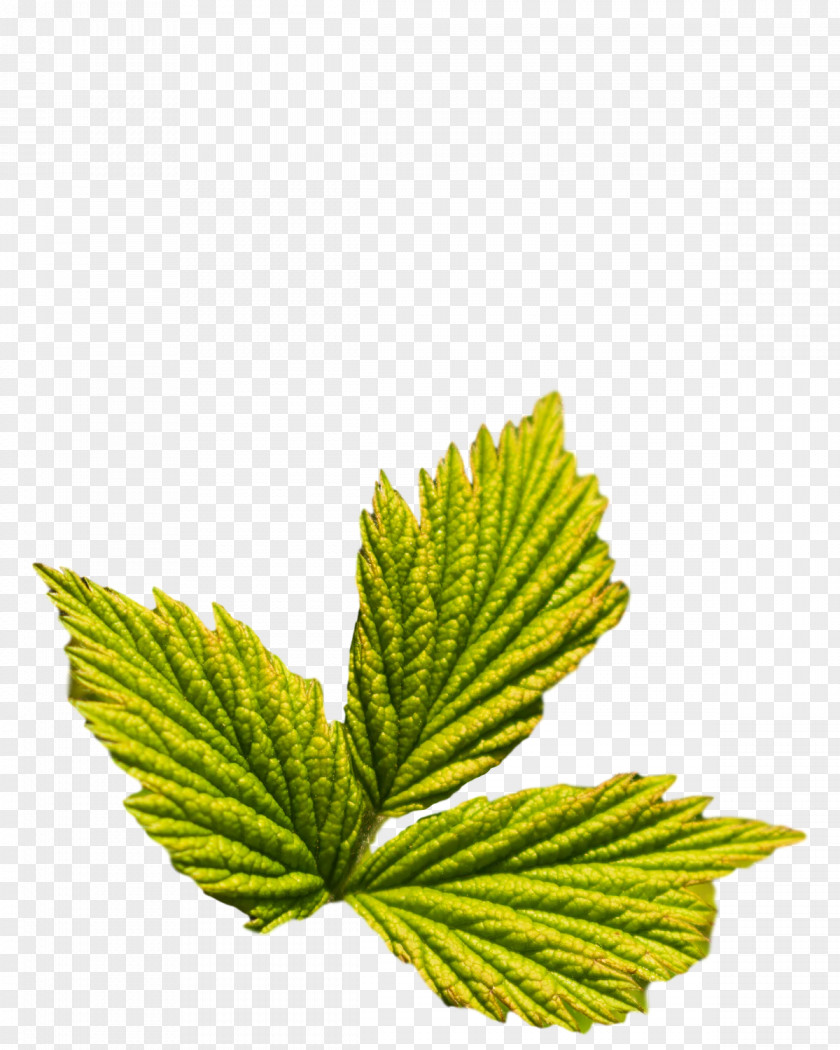 Leaf Herb M-tree Tree Science PNG