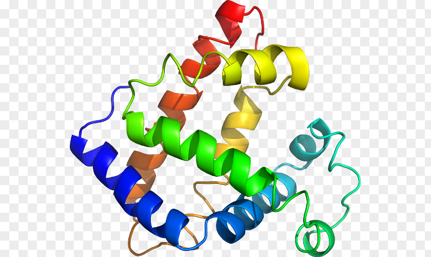 Line Myoglobin Clip Art PNG