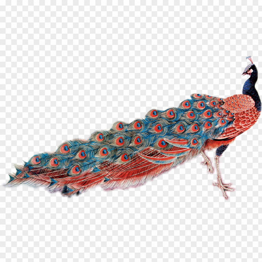 Peacock Feather Peafowl PNG