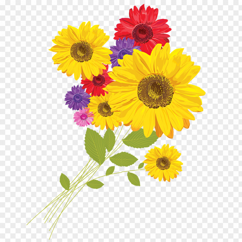 Sunflower Color Common Red CorelDRAW PNG