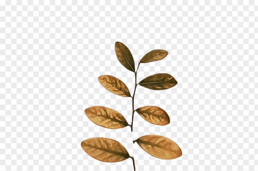 Flower Tree Leaf Plant PNG
