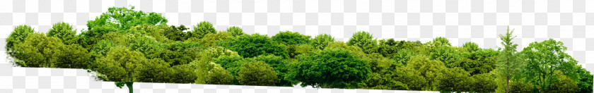 Grassland Shrub Cartoon Nature Background PNG