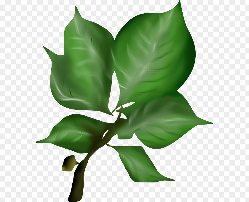 Leaf Texture Mapping Plant Stem Plants PNG