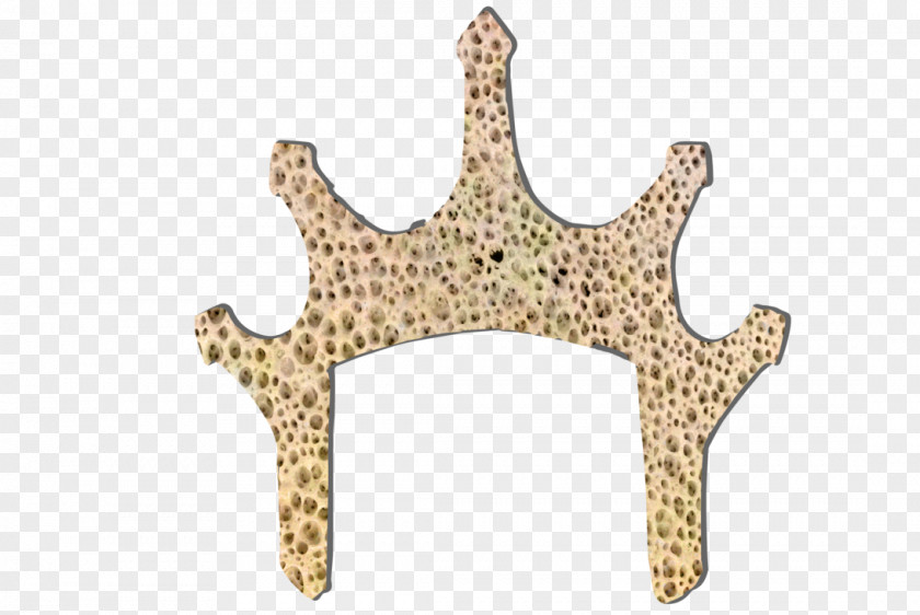 Moonshine Product Design Starfish Body Jewellery PNG