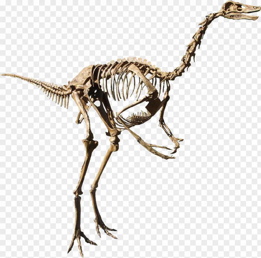Ostrich Struthiomimus Dinosaur Provincial Park Rocky Mountain Resource Center Gallimimus Archaeornithomimus PNG