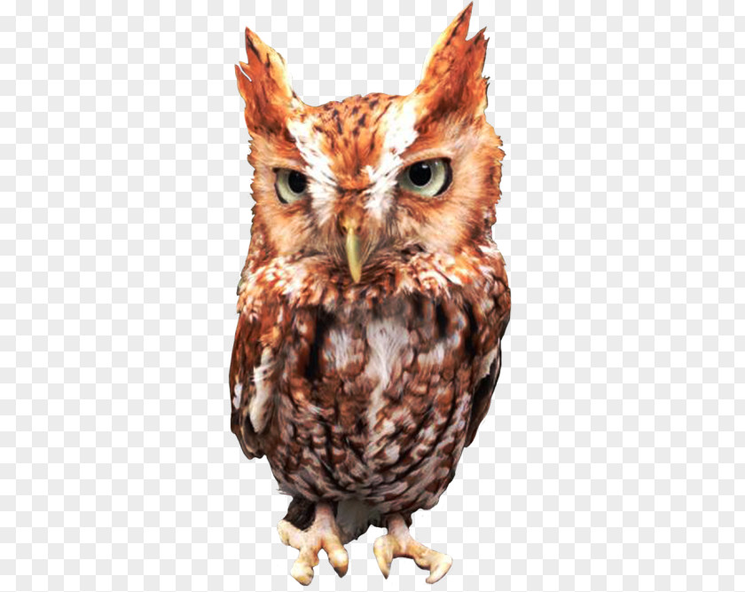 Owl Bird Eastern Screech Of Prey PNG