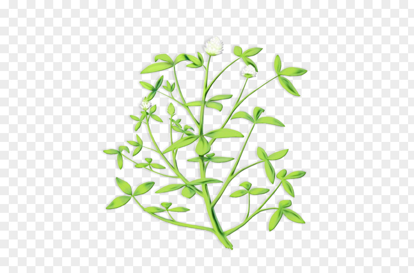 Pedicel Plant Stem Flower Leaf Branch PNG