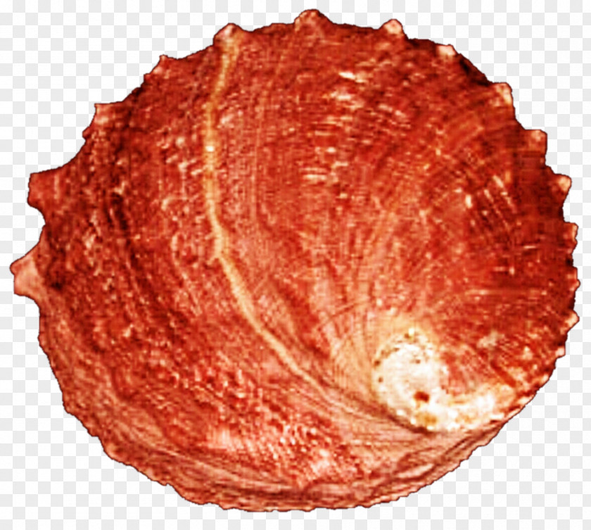 SEA SHELL Animal Source Foods PNG