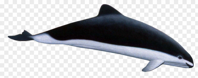Striped Clipart Common Bottlenose Dolphin Tucuxi Short-beaked Spectacled Porpoise Burmeister's PNG