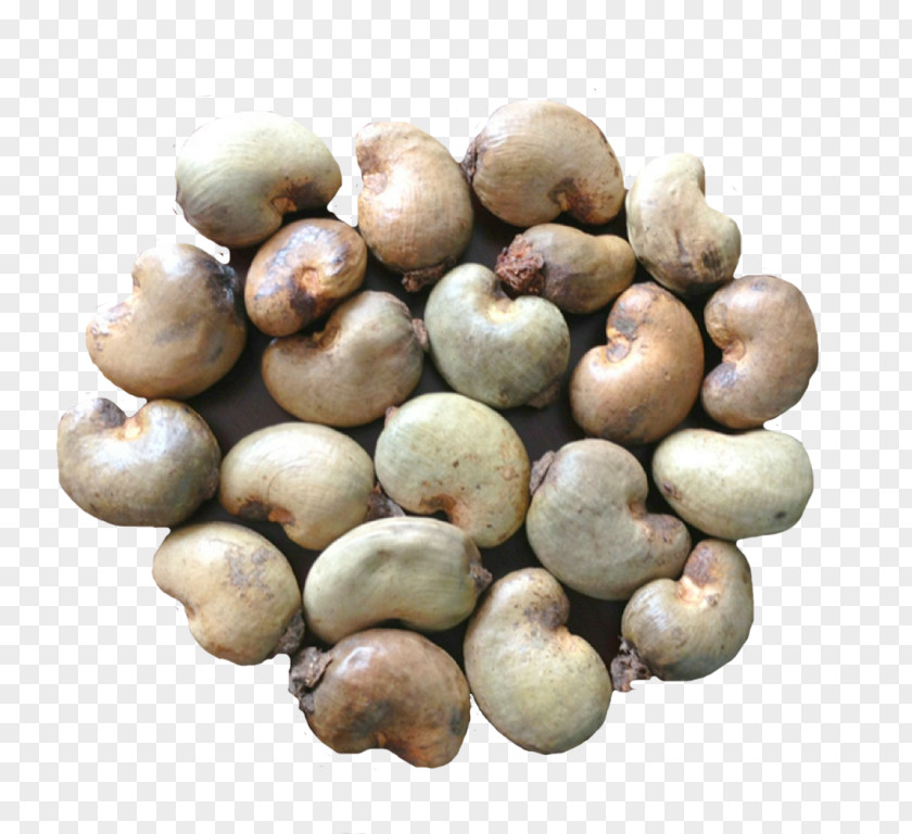 Cashew Tree Nut Allergy Seed Raw Foodism PNG