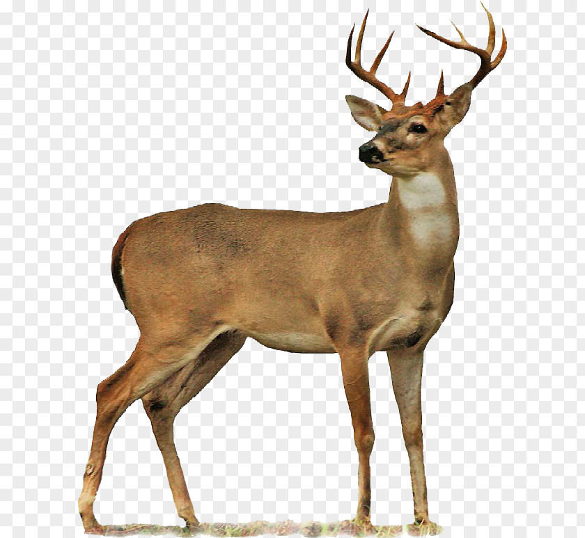 Deer White-tailed Clip Art Transparency PNG