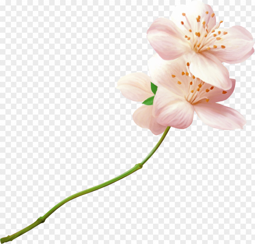 Flover Flower Bouquet Butterfly Clip Art PNG