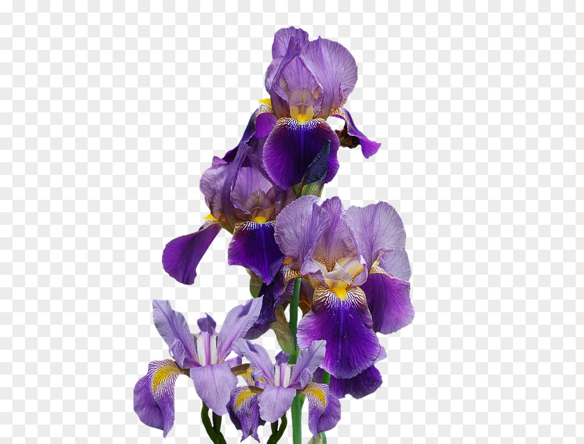 Flower Northern Blue Flag Flowering Plant Iris Family PNG