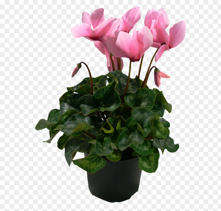 Pot Plant Cyclamen Houseplant Flowerpot PNG
