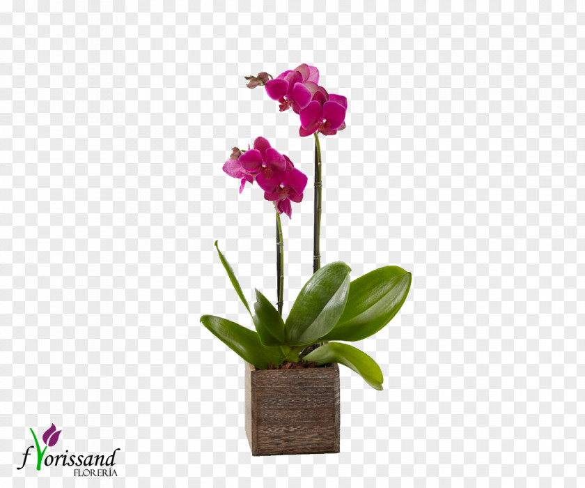 Royal Fleur FlowerFlower Moth Orchids Dendrobium Florist Of Larkspur PNG