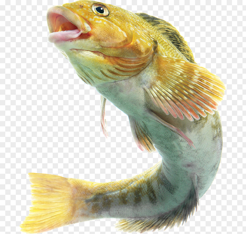 VK Fish PhotoScape PNG