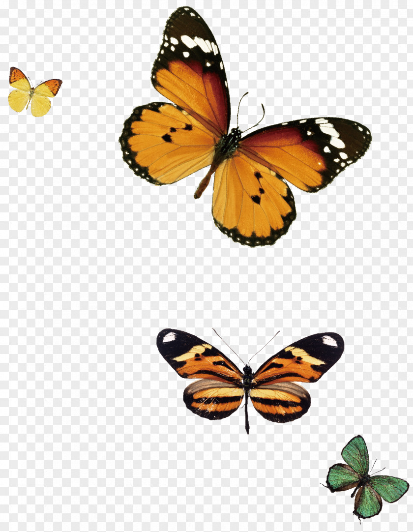 Creative Butterfly Monarch Blue White Stock Photography PNG