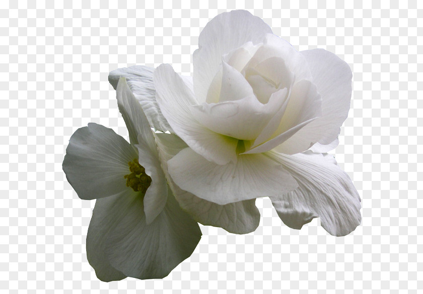 Fond Ecran White Desktop Wallpaper Orchids Cut Flowers PNG