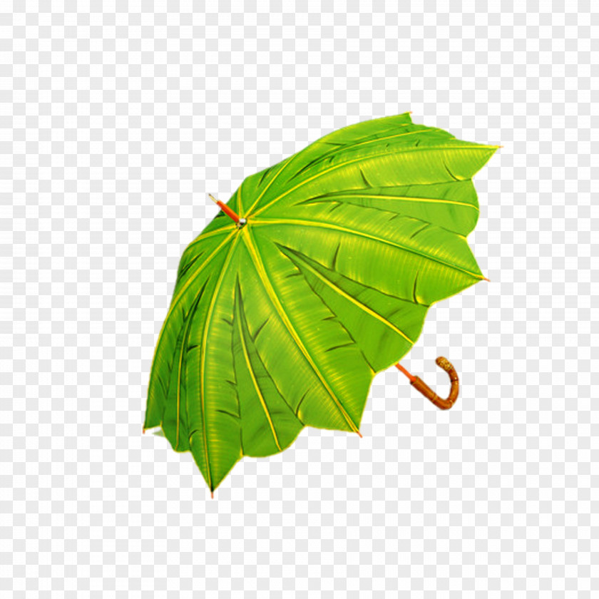Green Umbrella Rain Auringonvarjo PNG