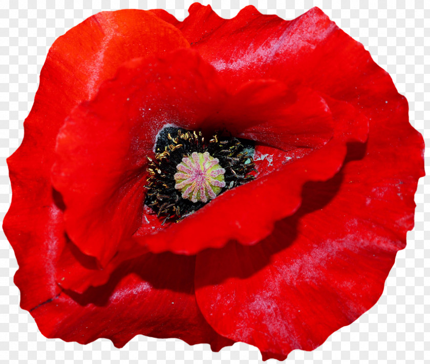 Remembrance Poppy Armistice Day Common The Royal British Legion PNG