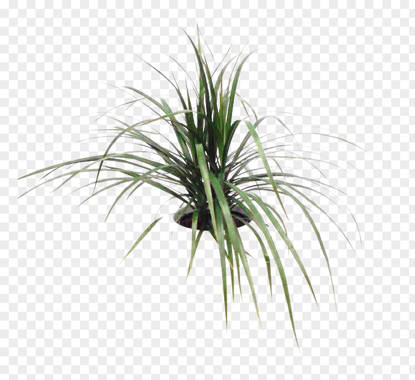 Sweet Grass Plant Stem Tree Grasses PNG