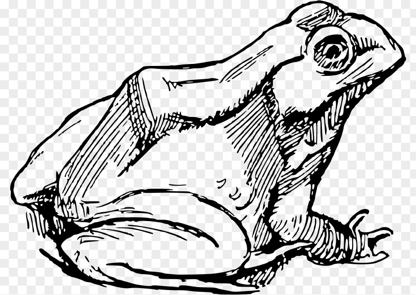 Frog Drawing Clip Art PNG