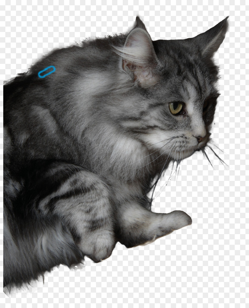 Giesswein France Eurl Nebelung Maine Coon Asian Semi-longhair Norwegian Forest Cat Whiskers PNG