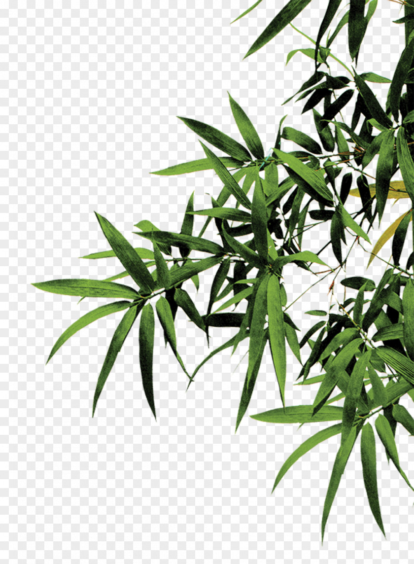 Green Bamboo Leaves Download Computer File PNG