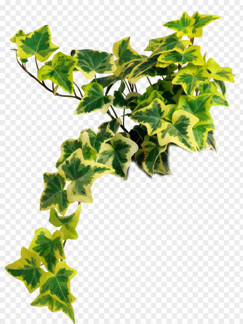 Plant Common Ivy Houseplant Vascular Fig PNG