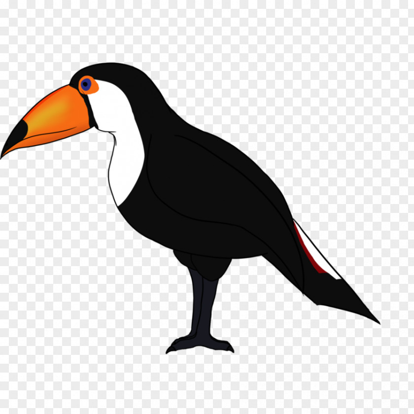 Toco Toucan Beak Water Bird Clip Art PNG
