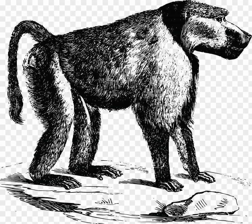 Baboon Dog Primate Monkey Cercopithecidae Chacma PNG