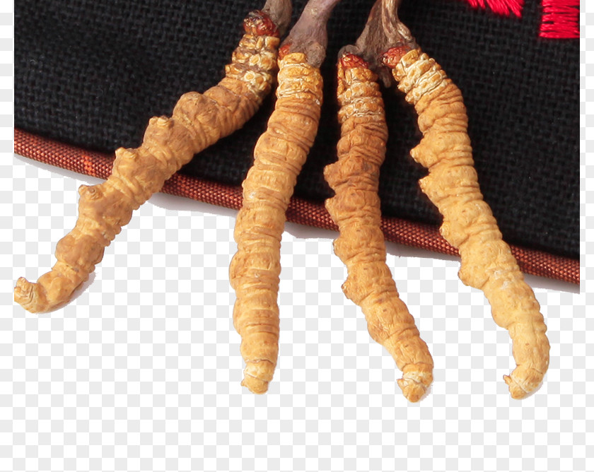 Herbs Cordyceps New Grass Traditional Chinese Medicine Caterpillar Fungus Crude Drug PNG