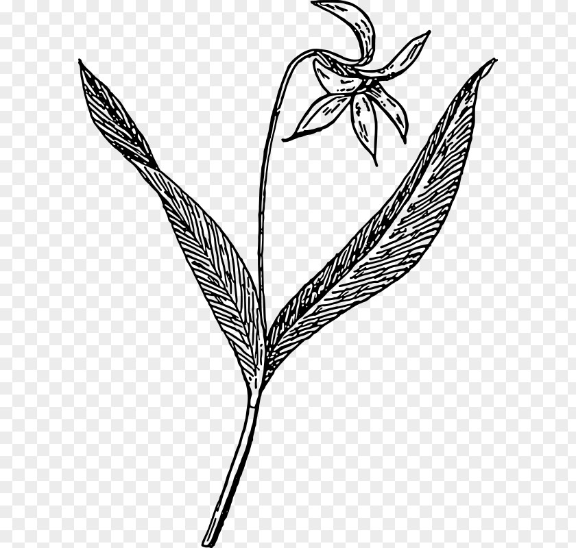 Lily Of The Valley Drawing Violet Line Art Clip PNG