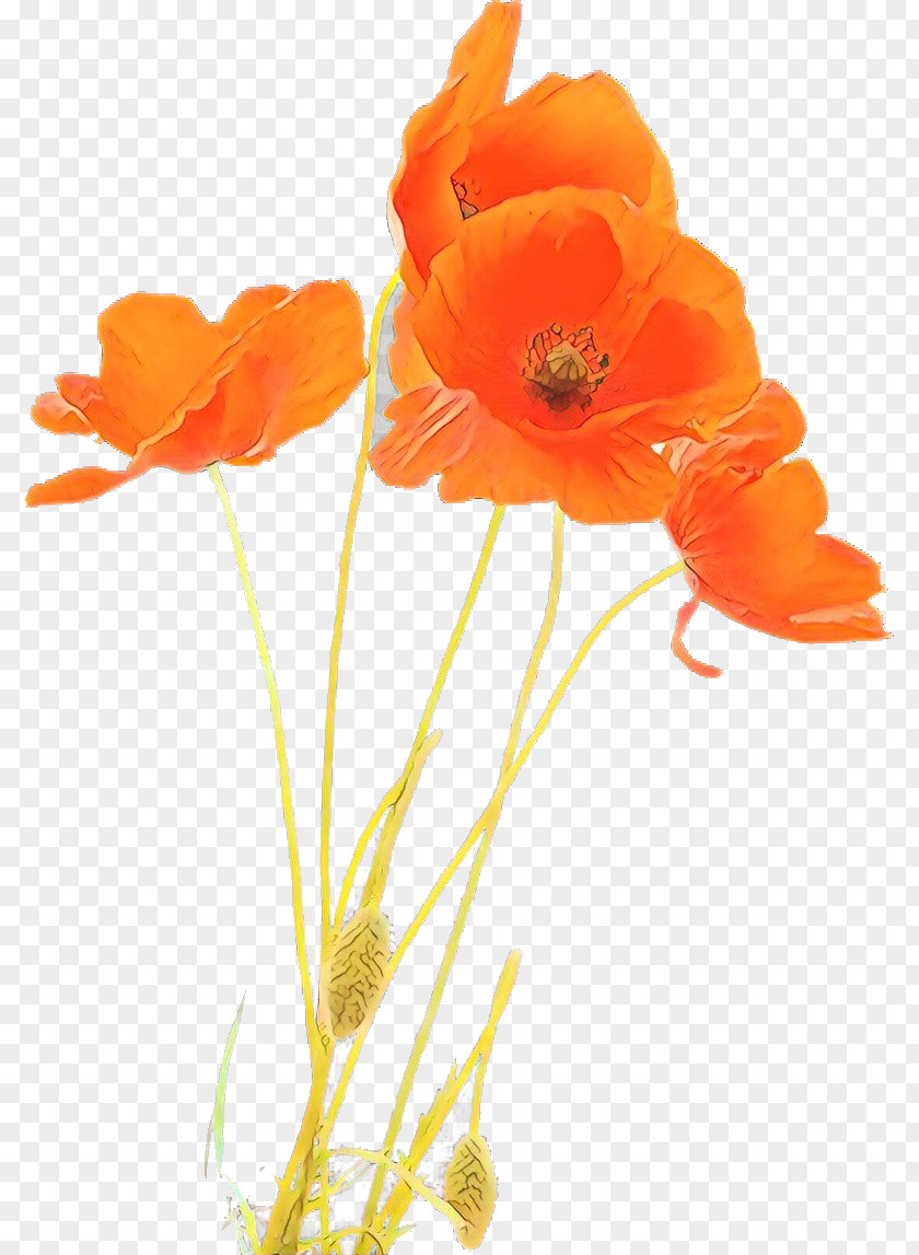 Poppy Family Coquelicot Orange PNG