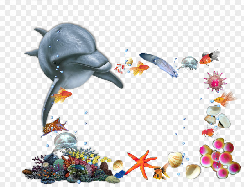 Sea Animals Child Picture Frames Birthday Kindergarten PNG