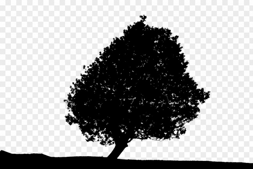 Tree Clip Art PNG