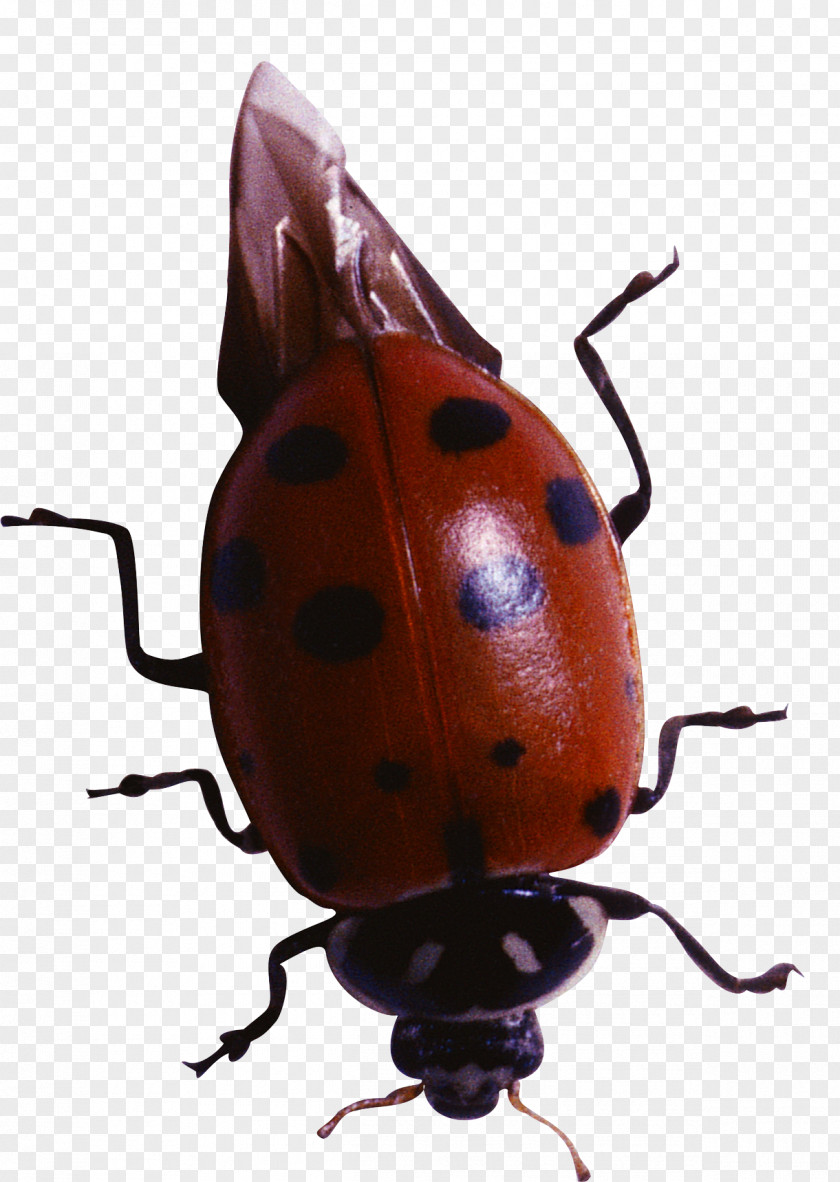 Beetle Coccinella Harlequin Ladybird Clip Art PNG