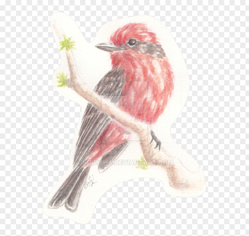 Canary Song Sparrow Bird Cartoon PNG