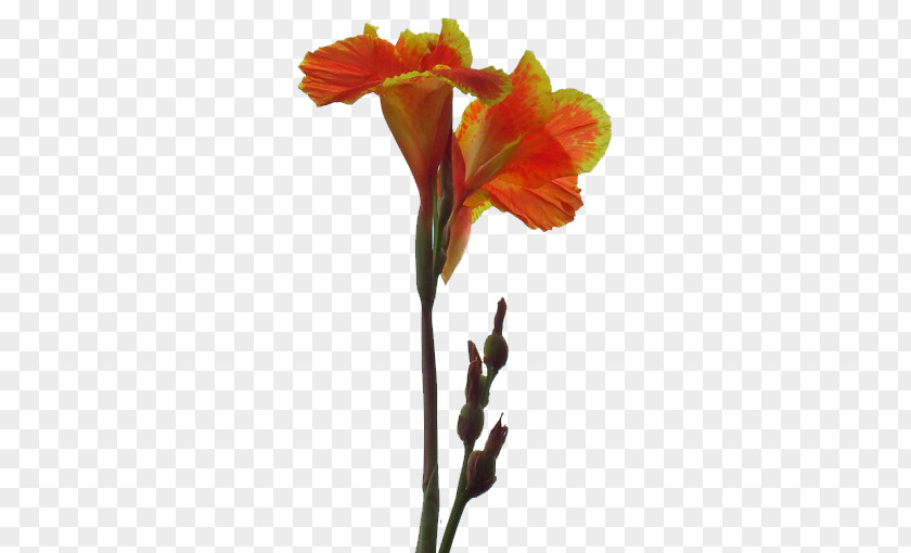 Cannabis Pictures Canna Indica Flower Hemp PNG