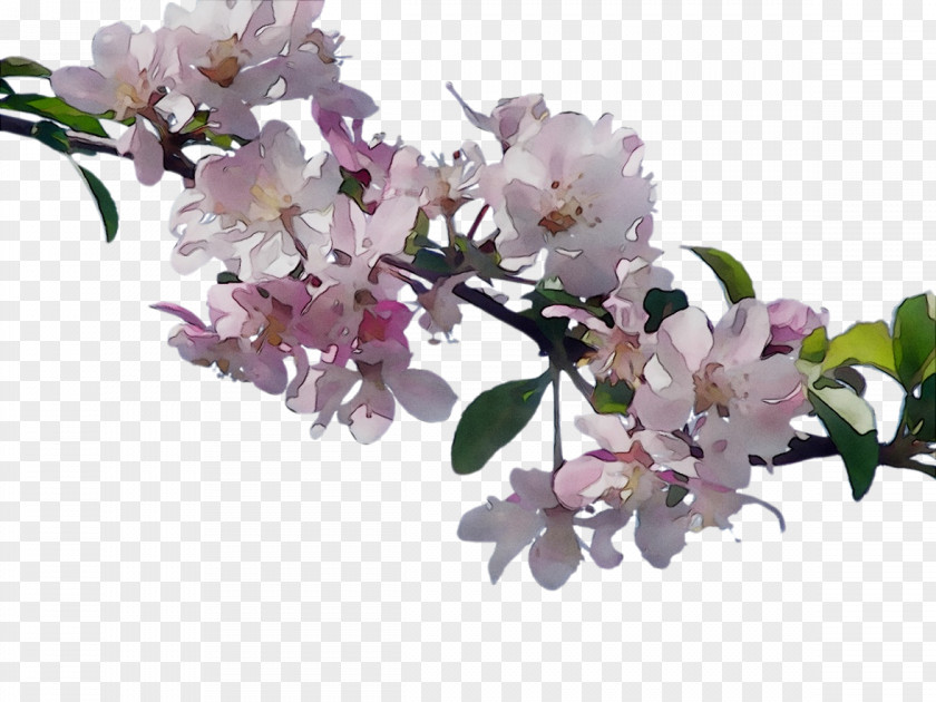 Cherry Blossom ST.AU.150 MIN.V.UNC.NR AD Flowering Plant Cherries PNG