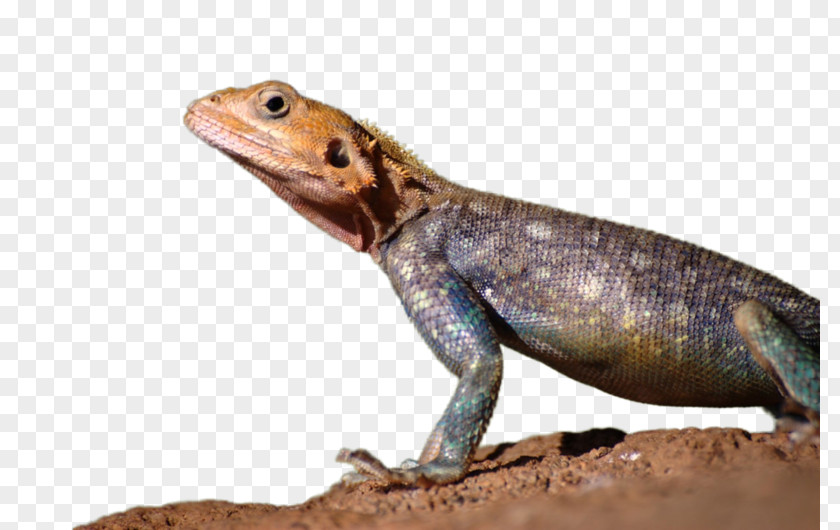 Lizard Agamas Gecko Advertising PNG