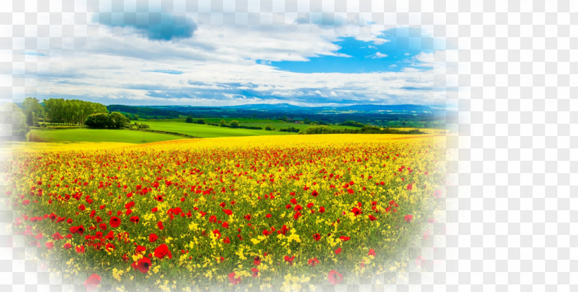 Meadow Desktop Wallpaper Ultra-high-definition Television 1080p Display Resolution PNG