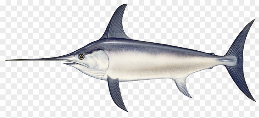 Sea Swordfish Black Seafood PNG