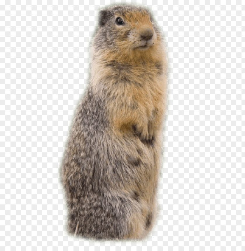 Beaver Groundhog Meerkat Clip Art PNG