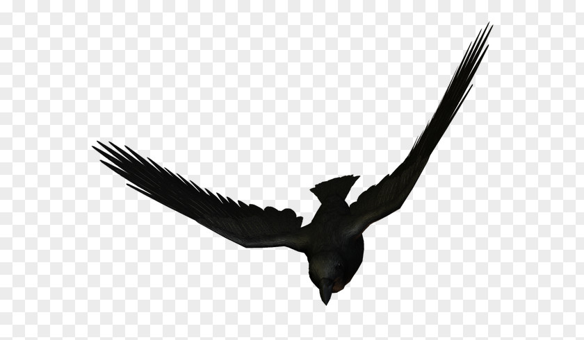 Bird Eagle Flight Large-billed Crow Carrion PNG